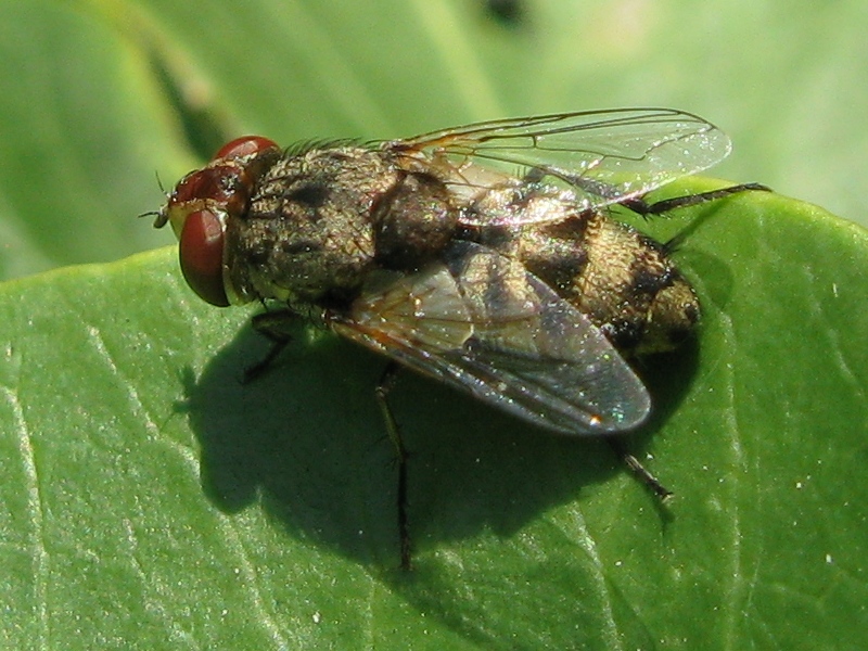 Miltogramma sp. M (Sarcophagidae)